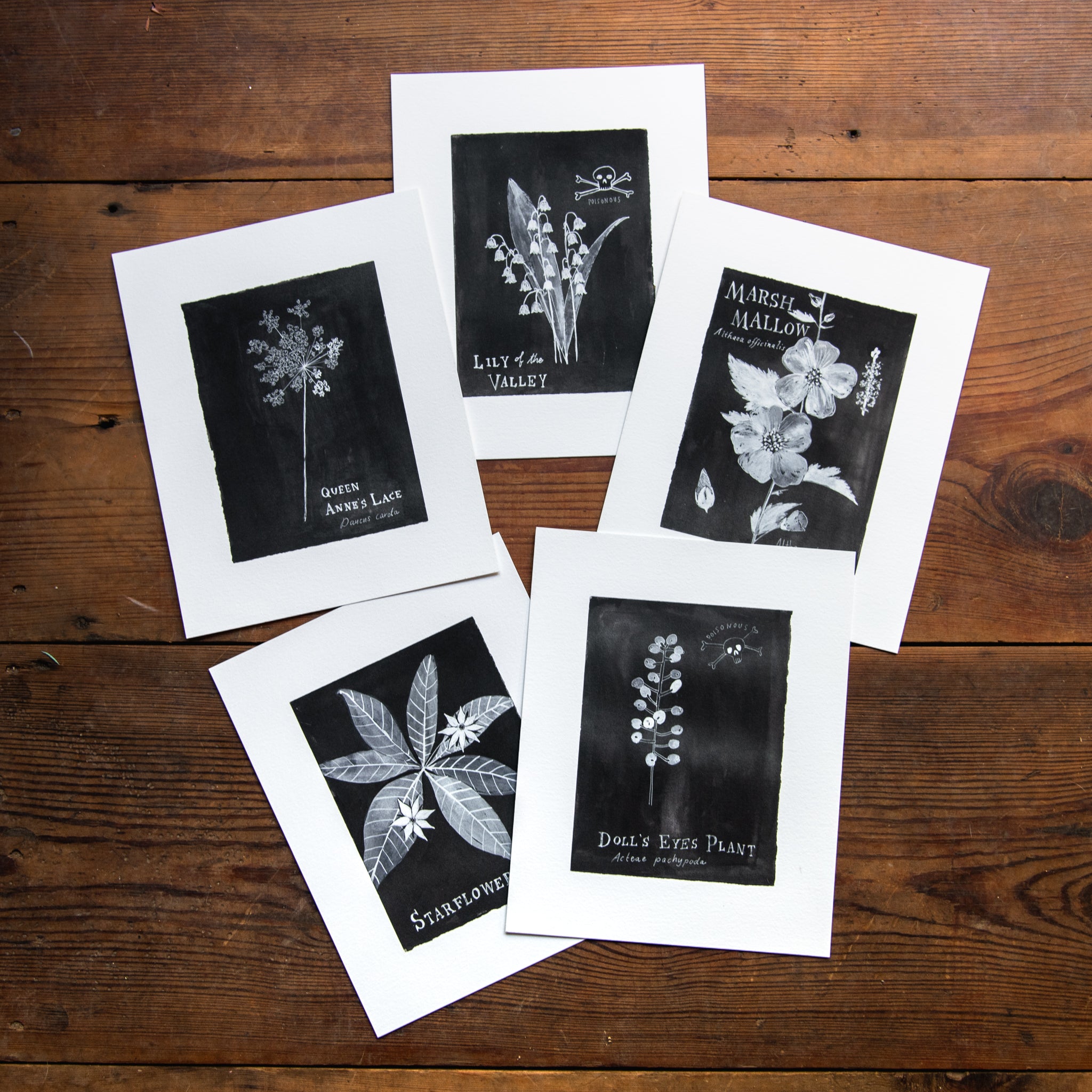 Botanical Art Print: Queen Anne’s Lace